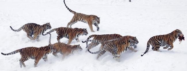 China postpones on allowing tiger bone, rhino horn trading | iNFOnews.ca China postpones on allowing tiger bone, rhino horn trading | iNFOnews.ca