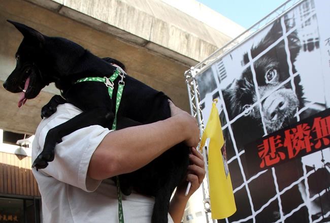 Taiwan bans sale, consumption of dog and cat meat | iNFOnews.ca