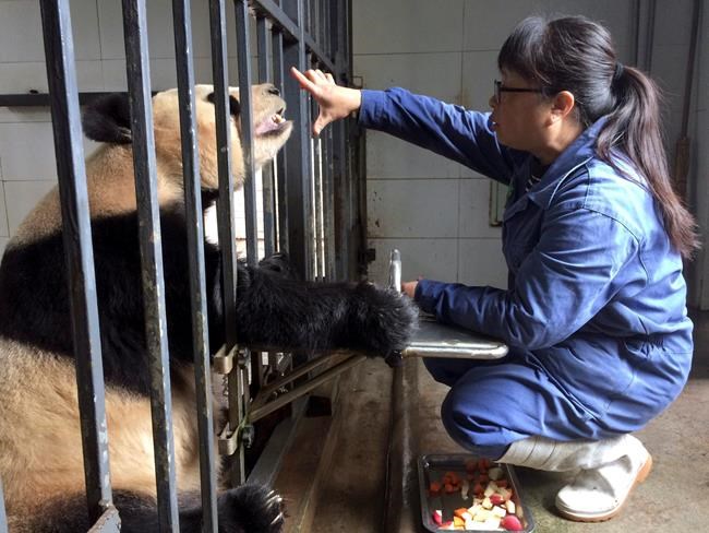 From poor eyesight to bad teeth, pandas' needs grow with age | iNFOnews.ca From poor eyesight to bad teeth, pandas' needs grow with age | iNFOnews.ca