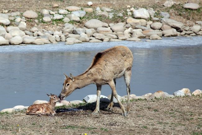 China's rare milu deer return in victory for conservation | iNFOnews.ca