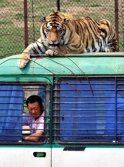 China reverses ban on trade in tiger, rhino products | iNFOnews.ca China reverses ban on trade in tiger, rhino products | iNFOnews.ca