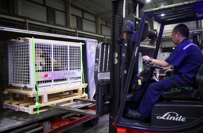 3 giant pandas return to China from Japan under agreement | iNFOnews.ca 3 giant pandas return to China from Japan under agreement | iNFOnews.ca