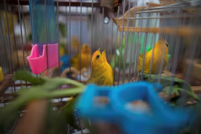 Songbirds silenced as Colombia fights wildlife trafficking | iNFOnews.ca Songbirds silenced as Colombia fights wildlife trafficking | iNFOnews.ca