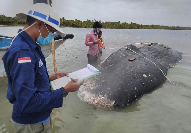 Dead whale had 115 plastic cups, 2 flip-flops in its stomach | iNFOnews.ca