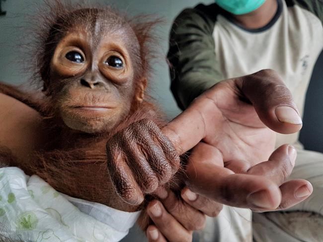 Group: Orangutan orphans a sign of habitat destruction | iNFOnews.ca