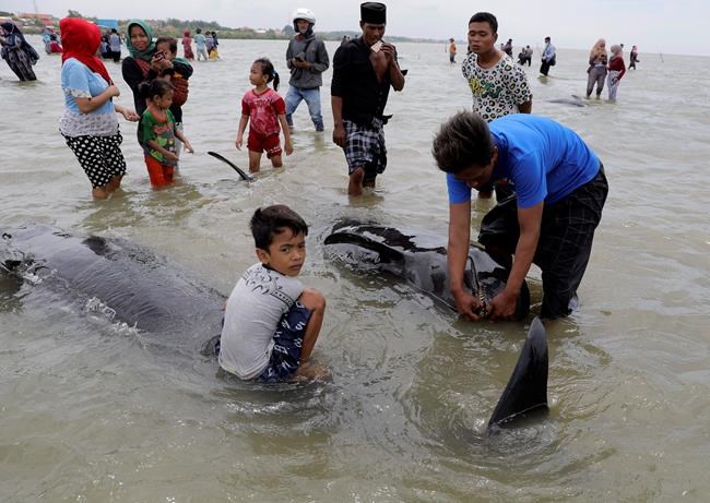 3 of 45 pilot whales survive mass stranding in Indonesia | iNFOnews.ca