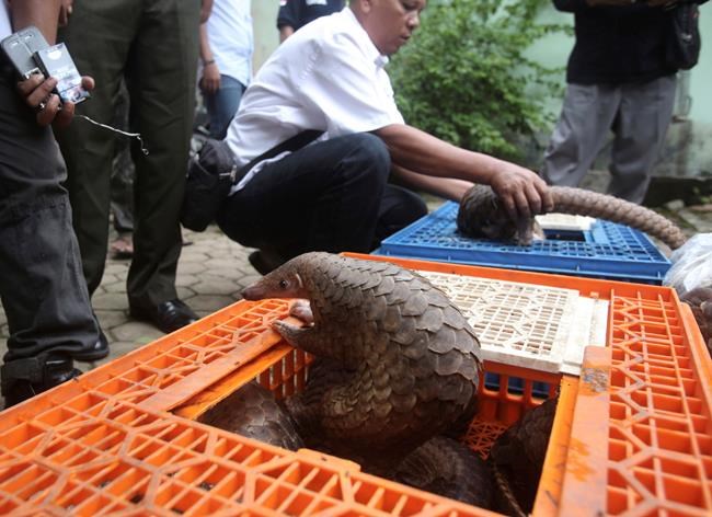 Indonesia raid finds more than 200 pangolins; 2 men arrested | iNFOnews.ca