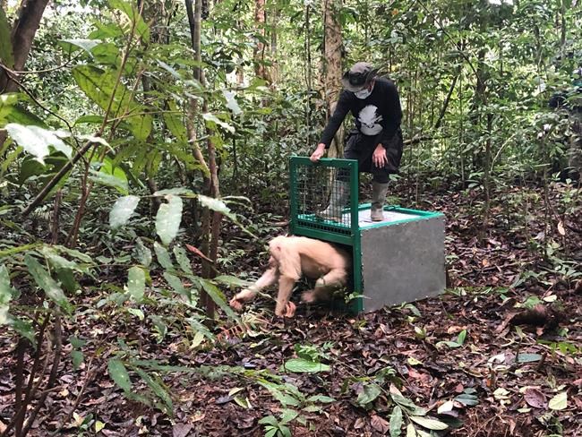 Alba the albino orangutan returned to jungle in Indonesia | iNFOnews.ca