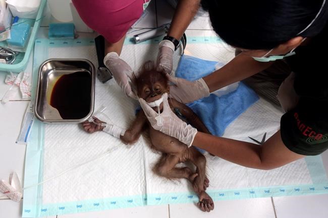 Orangutan mother blinded by air gun pellets in Indonesia | iNFOnews.ca Orangutan mother blinded by air gun pellets in Indonesia | iNFOnews.ca