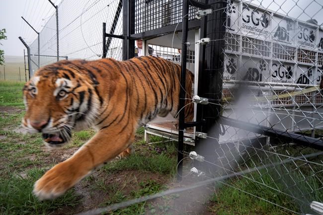 Abused circus animals arrive at South African sanctuary | iNFOnews.ca