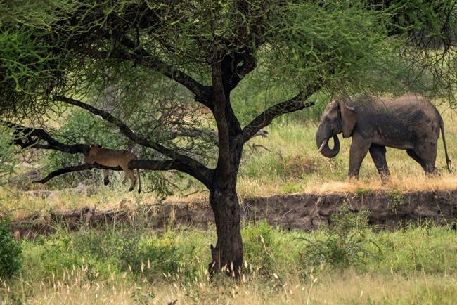 Lion patrol: Learning to share the savannah with big animals | iNFOnews.ca