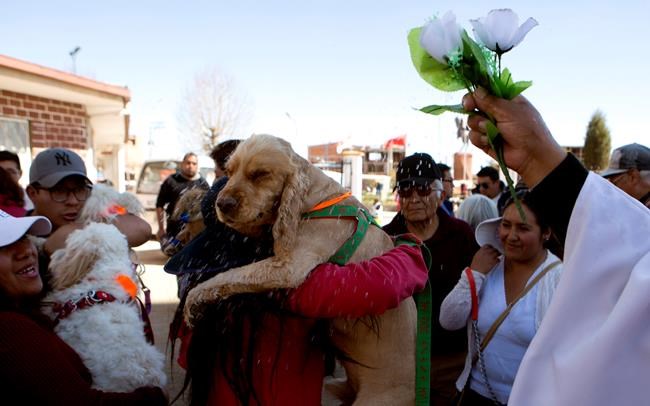 Dog day in Bolivia: Church honours patron saint of canines | iNFOnews.ca Dog day in Bolivia: Church honours patron saint of canines | iNFOnews.ca