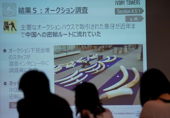 Conservation group says Japan aiding in illegal ivory trade | iNFOnews.ca