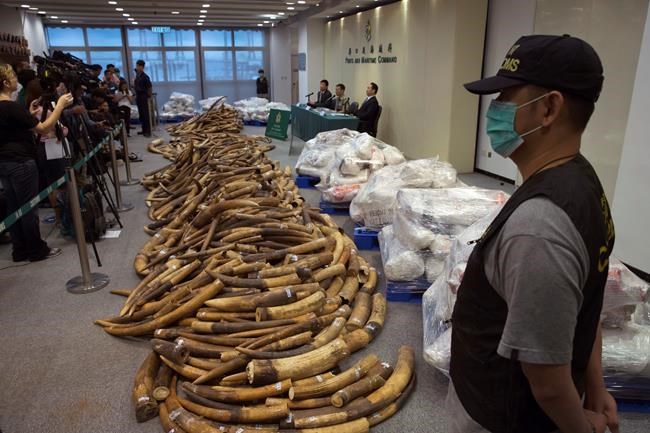 Hong Kong seizes $9M worth of ivory in Malaysia shipment | iNFOnews.ca