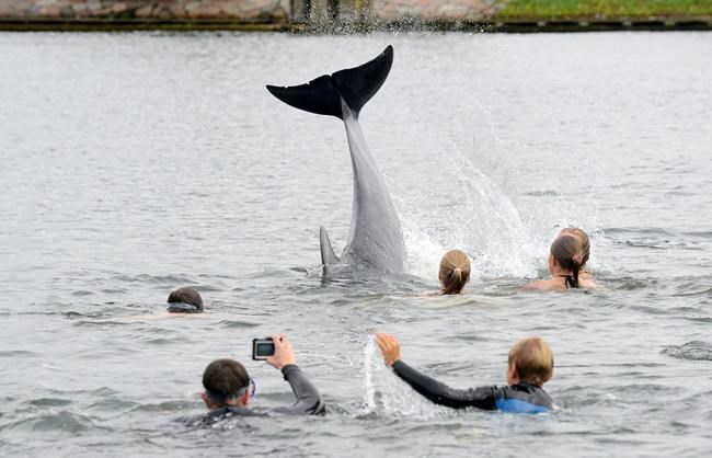 Friendly dolphin delights bathers in northern Germany | iNFOnews.ca Friendly dolphin delights bathers in northern Germany | iNFOnews.ca