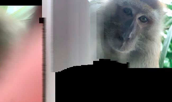 Primate monkeys around with student's phone, takes selfies | iNFOnews.ca