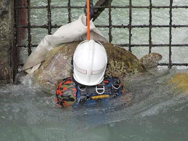 Malaysia firefighters rescue turtle trapped in power station | iNFOnews.ca