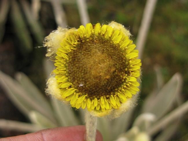Plant species discovered in Colombia named to honour Santos | iNFOnews.ca