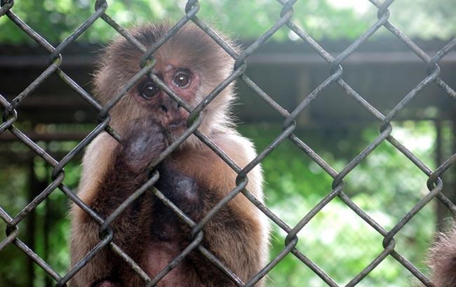 Puerto Rico mulls closing zoo, transfers animals amid crisis | iNFOnews.ca