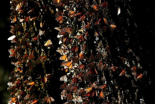 Monarch butterfly numbers off for 2nd year in Mexico | iNFOnews.ca