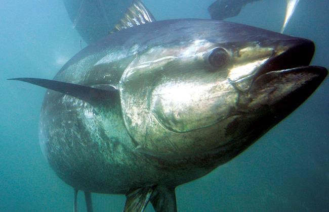 WTO ruling favours Mexico in US 'dolphin-safe' tuna spat | iNFOnews.ca WTO ruling favours Mexico in US 'dolphin-safe' tuna spat | iNFOnews.ca