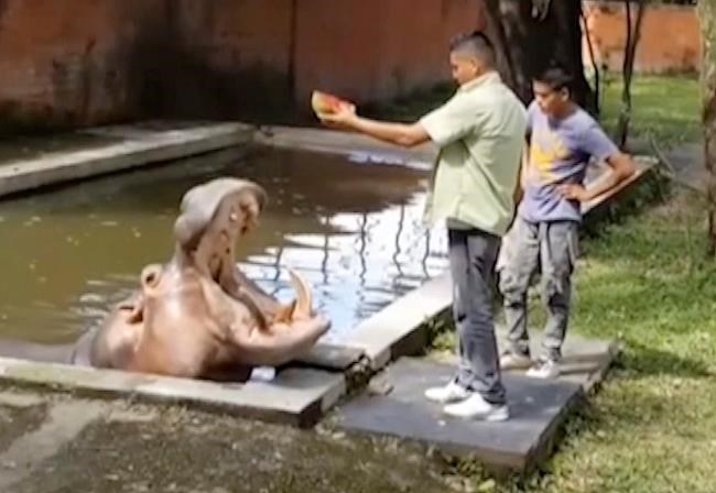 Authorities investigate killing of hippo at El Salvador zoo | iNFOnews.ca