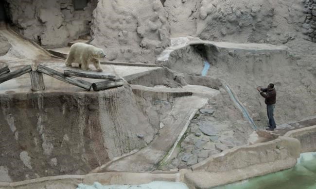 Argentina zoo worried about decaying health of polar bear | iNFOnews.ca Argentina zoo worried about decaying health of polar bear | iNFOnews.ca