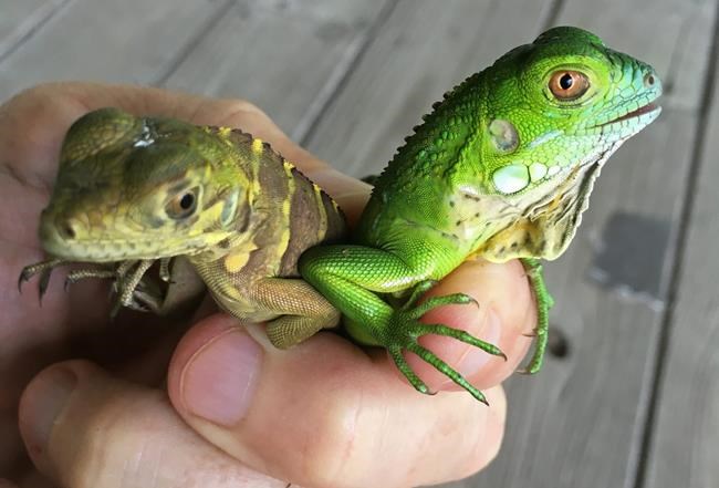 Possible hybrid threatens native iguanas in Cayman Islands | iNFOnews.ca Possible hybrid threatens native iguanas in Cayman Islands | iNFOnews.ca
