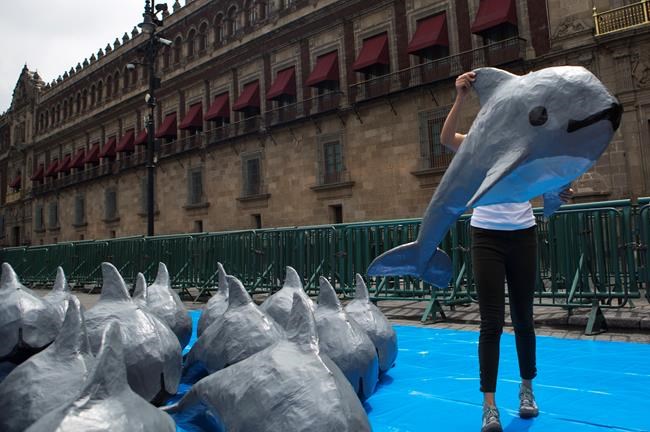 Activists blame Mexican government for near-loss of porpoise | iNFOnews.ca