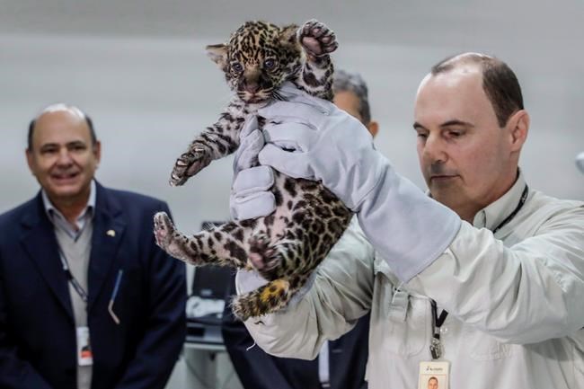 Brazil jaguar cubs introduced to world | iNFOnews.ca