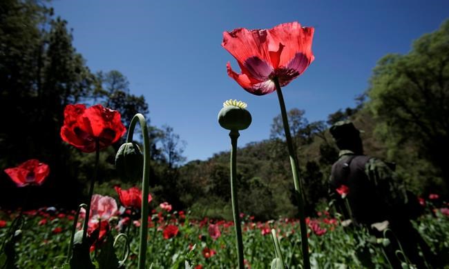 Estimates: 61,000 acres of opium grown in Mexico | iNFOnews.ca
