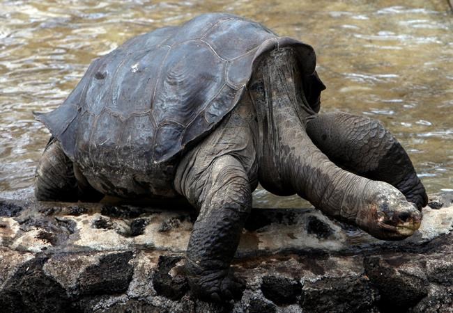 Remains of tortoise Lonesome George returning to Ecuador | iNFOnews.ca Remains of tortoise Lonesome George returning to Ecuador | iNFOnews.ca