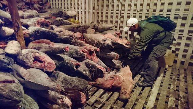 Ecuador: 300 tons of marine animal remains found on ship | iNFOnews.ca