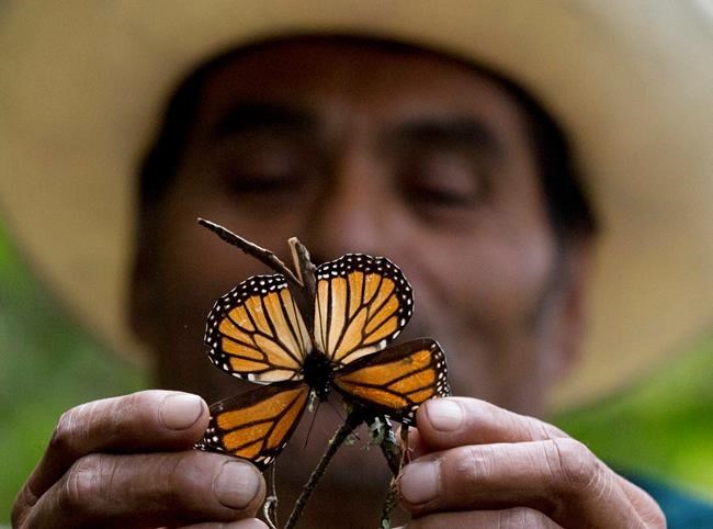 Experts: Mexico storms led to deaths of millions of monarchs | iNFOnews.ca Experts: Mexico storms led to deaths of millions of monarchs | iNFOnews.ca
