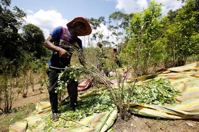 US report: Colombia coca production still at record high | iNFOnews.ca US report: Colombia coca production still at record high | iNFOnews.ca