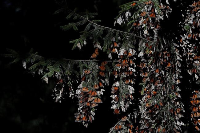 Mexico: Monarch butterflies drop 53% in wintering area | iNFOnews.ca Mexico: Monarch butterflies drop 53% in wintering area | iNFOnews.ca