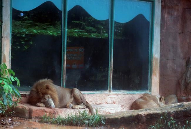 Activists demand closure of Puerto Rico zoo after deaths | iNFOnews.ca Activists demand closure of Puerto Rico zoo after deaths | iNFOnews.ca