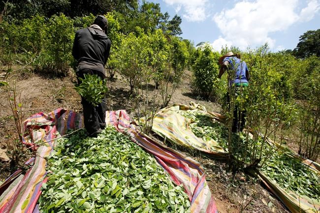 Colombia to use herbicide drones against record coca harvest | iNFOnews.ca