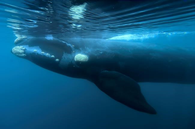 Japan proposes end to commercial whaling ban, faces pushback | iNFOnews.ca