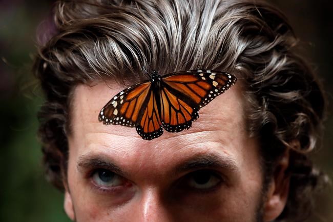 Illegal logging drops in Monarch butterfly wintering grounds | iNFOnews.ca