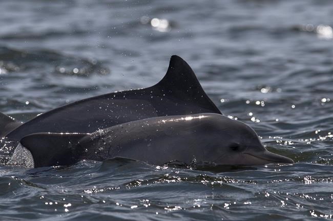 Scientists: Virus cause of over 170 dolphin deaths in Brazil | iNFOnews.ca