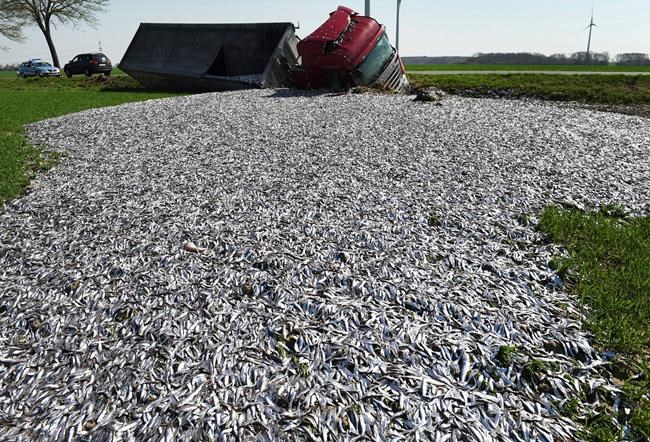 Germany: Truck tips over, floods field with fish | iNFOnews.ca