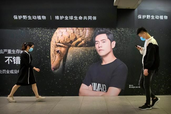 The Latest: China orders pangolin protection amid pandemic | iNFOnews.ca CP570887364