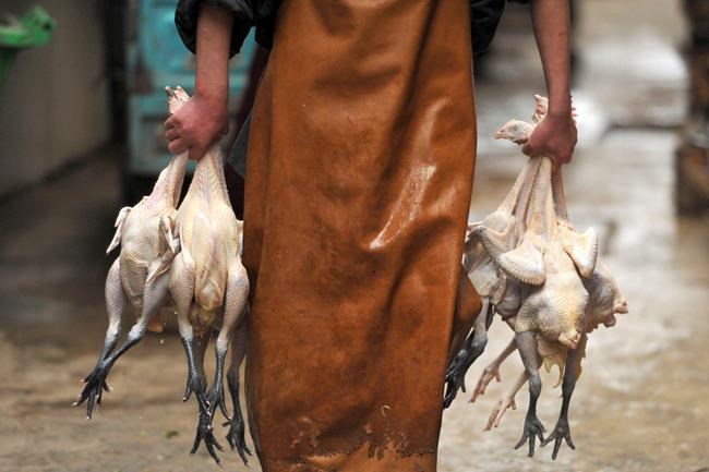 China closes live poultry markets amid deadly flu outbreak | iNFOnews.ca China closes live poultry markets amid deadly flu outbreak | iNFOnews.ca