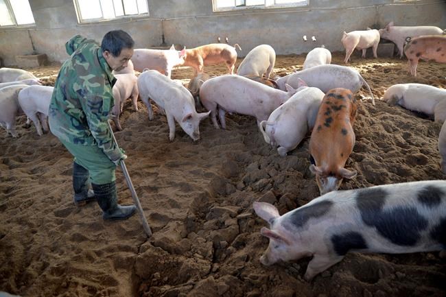 China reports new African swine fever outbreak | iNFOnews.ca