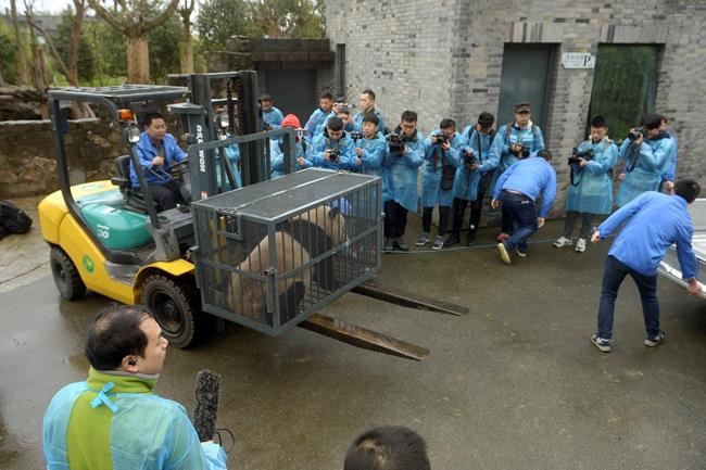 US-born panda Bao Bao makes first public appearance in China | iNFOnews.ca