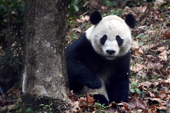 US-born Bei Bei settles into new home at Chinese panda base | iNFOnews.ca US-born Bei Bei settles into new home at Chinese panda base | iNFOnews.ca