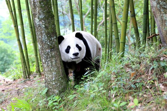 Panda takes excursion into town in southwestern China | iNFOnews.ca Panda takes excursion into town in southwestern China | iNFOnews.ca