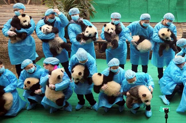 China to build massive $1.5 billion panda conservation area | iNFOnews.ca China to build massive $1.5 billion panda conservation area | iNFOnews.ca