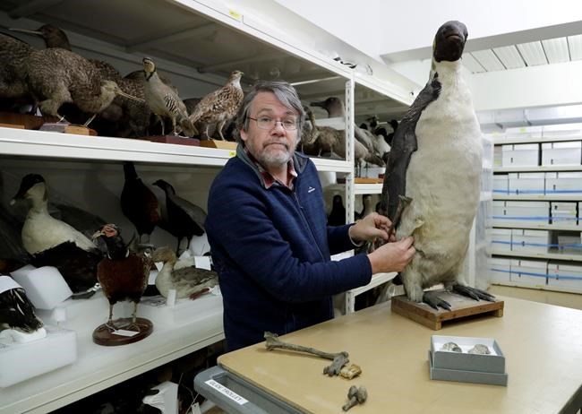 Scientists say monster penguin once swam New Zealand oceans | iNFOnews.ca